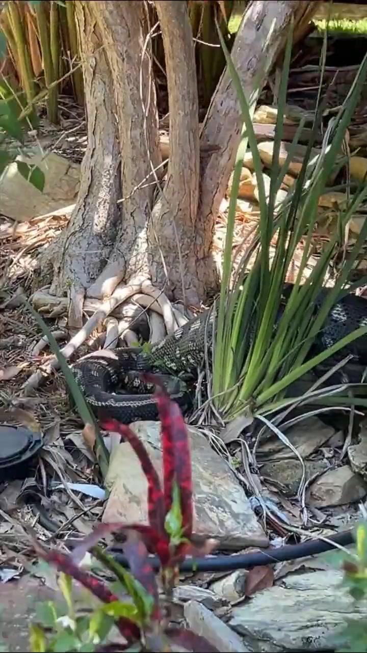 a81a71762355445d78a375633cd7d71852ac149f